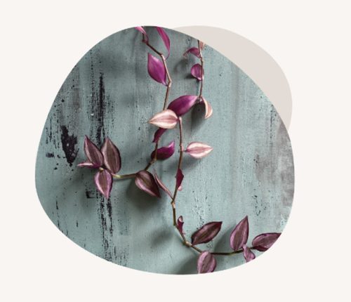 Michael-hamilton-programs